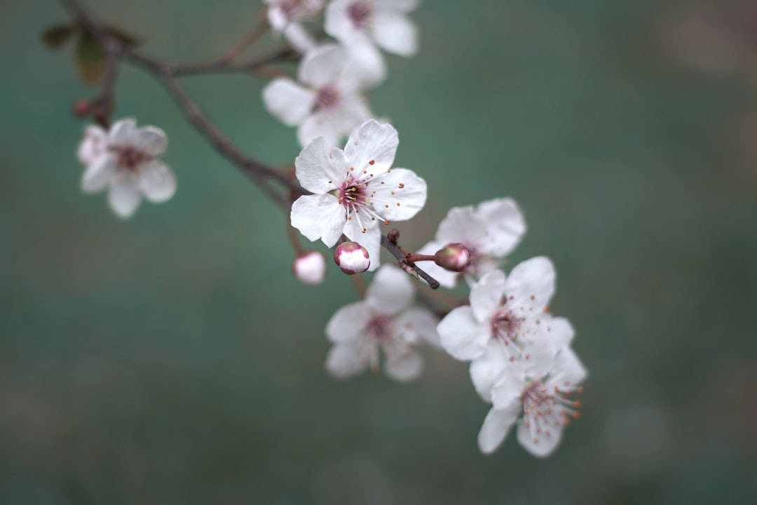 自然 · 樱花 — Sayba