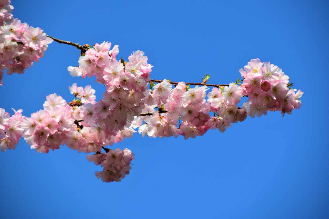 樱花