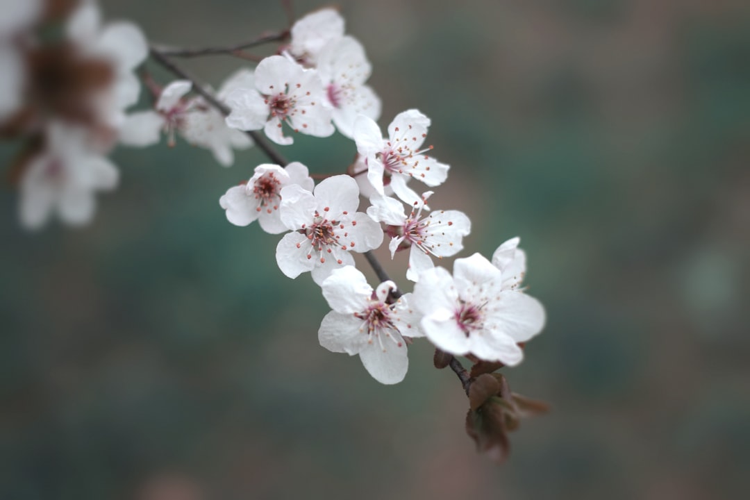 自然 · 樱花 — Sayba