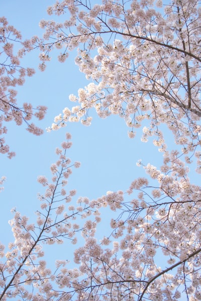 樱花
