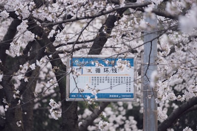 樱花