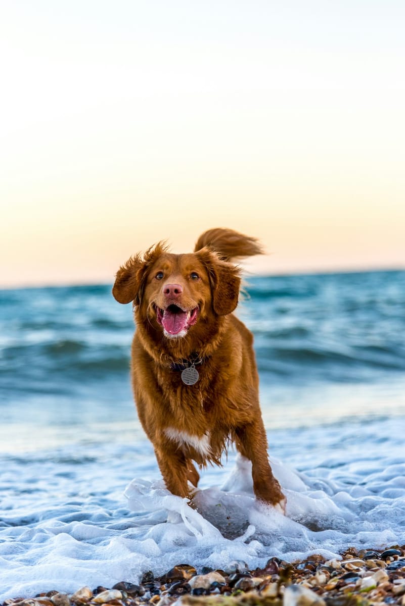 dog - yihlaRCCvd4
