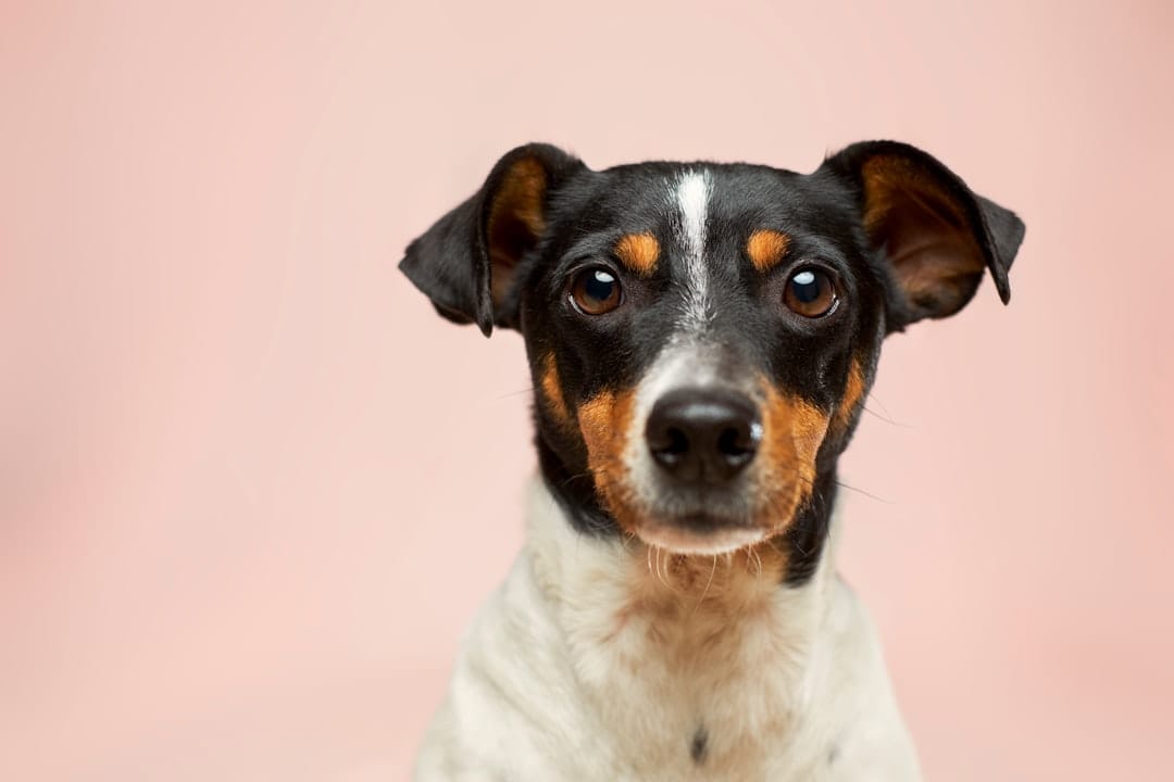 dog - N04FIfHhv_k