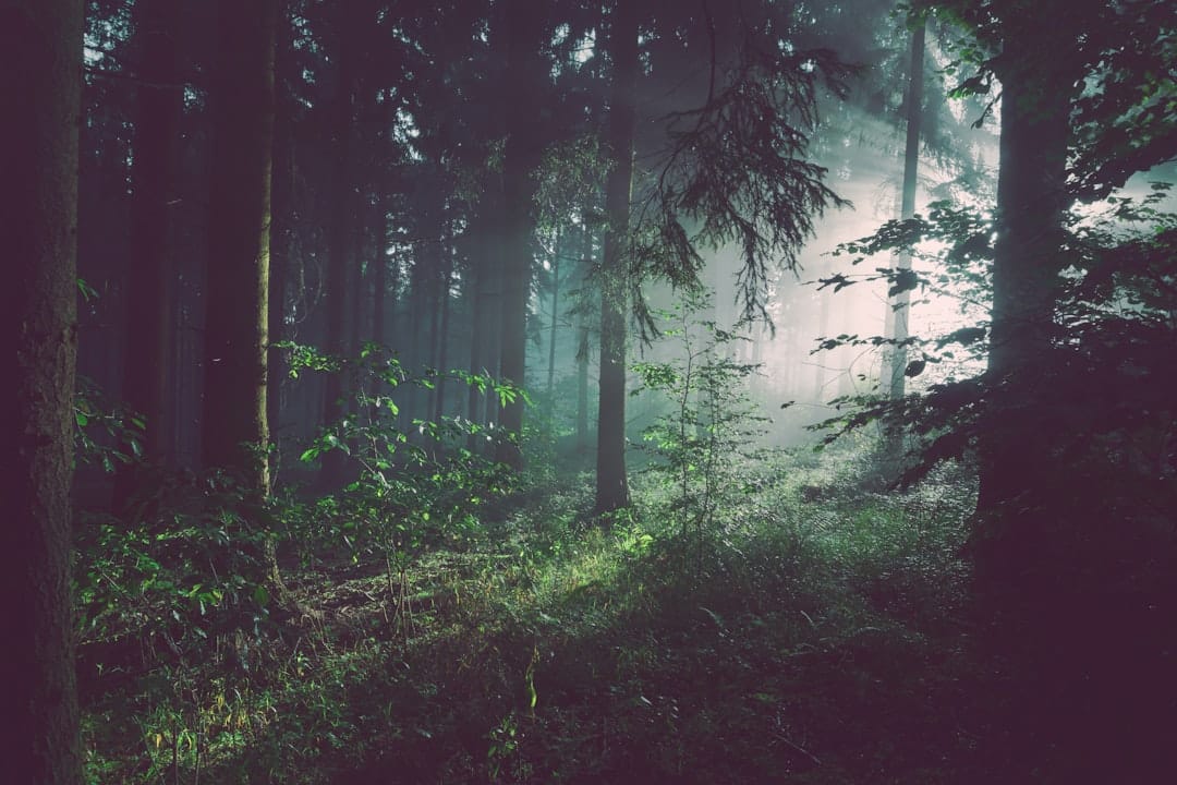 forest - sp-p7uuT0tw