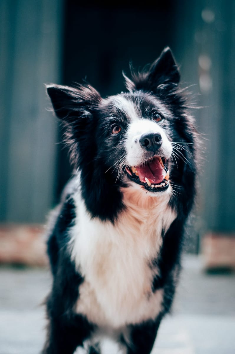 dog - mx0DEnfYxic