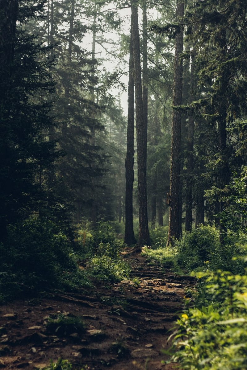 forest - wQImoykAwGs