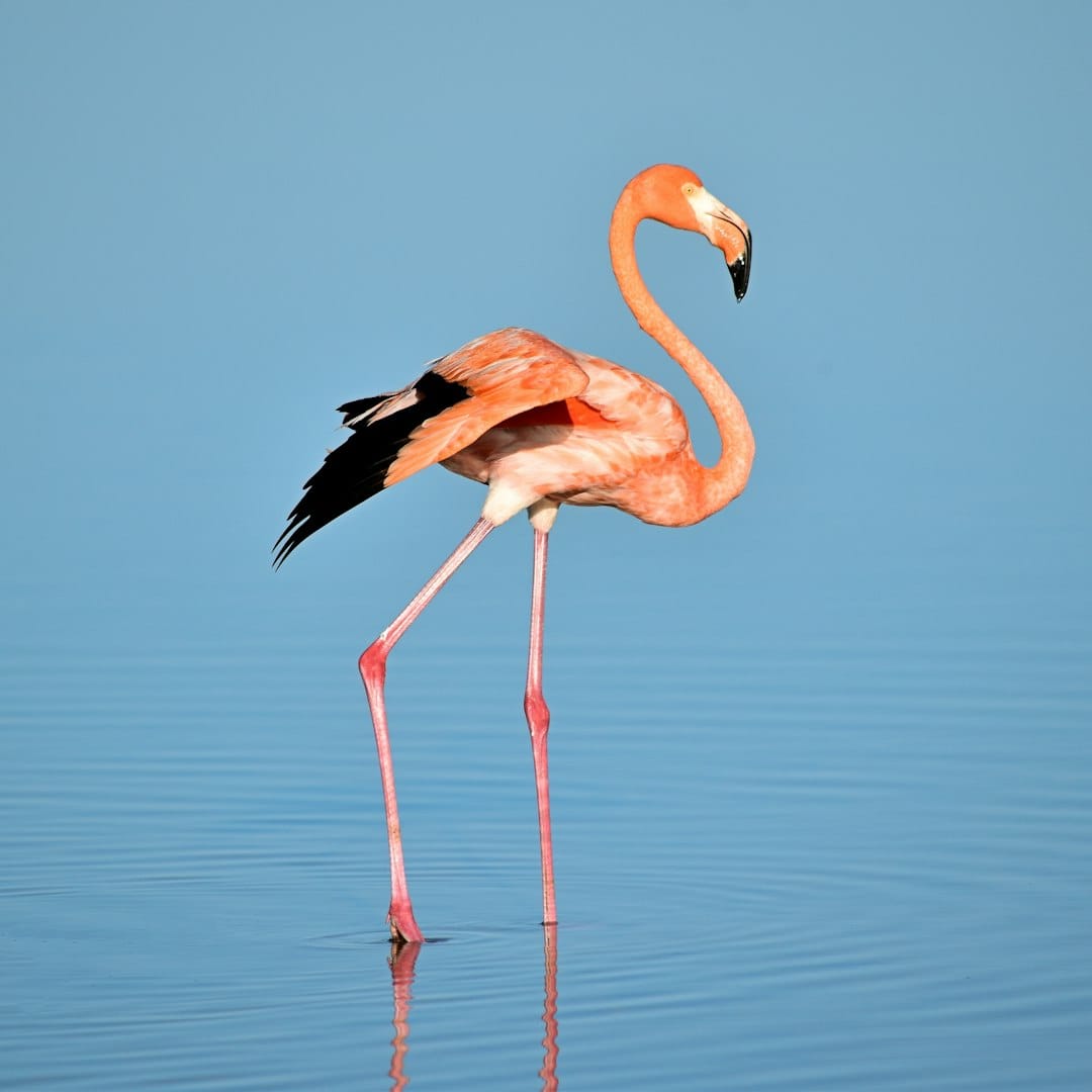 animals - wTPp323zAEw