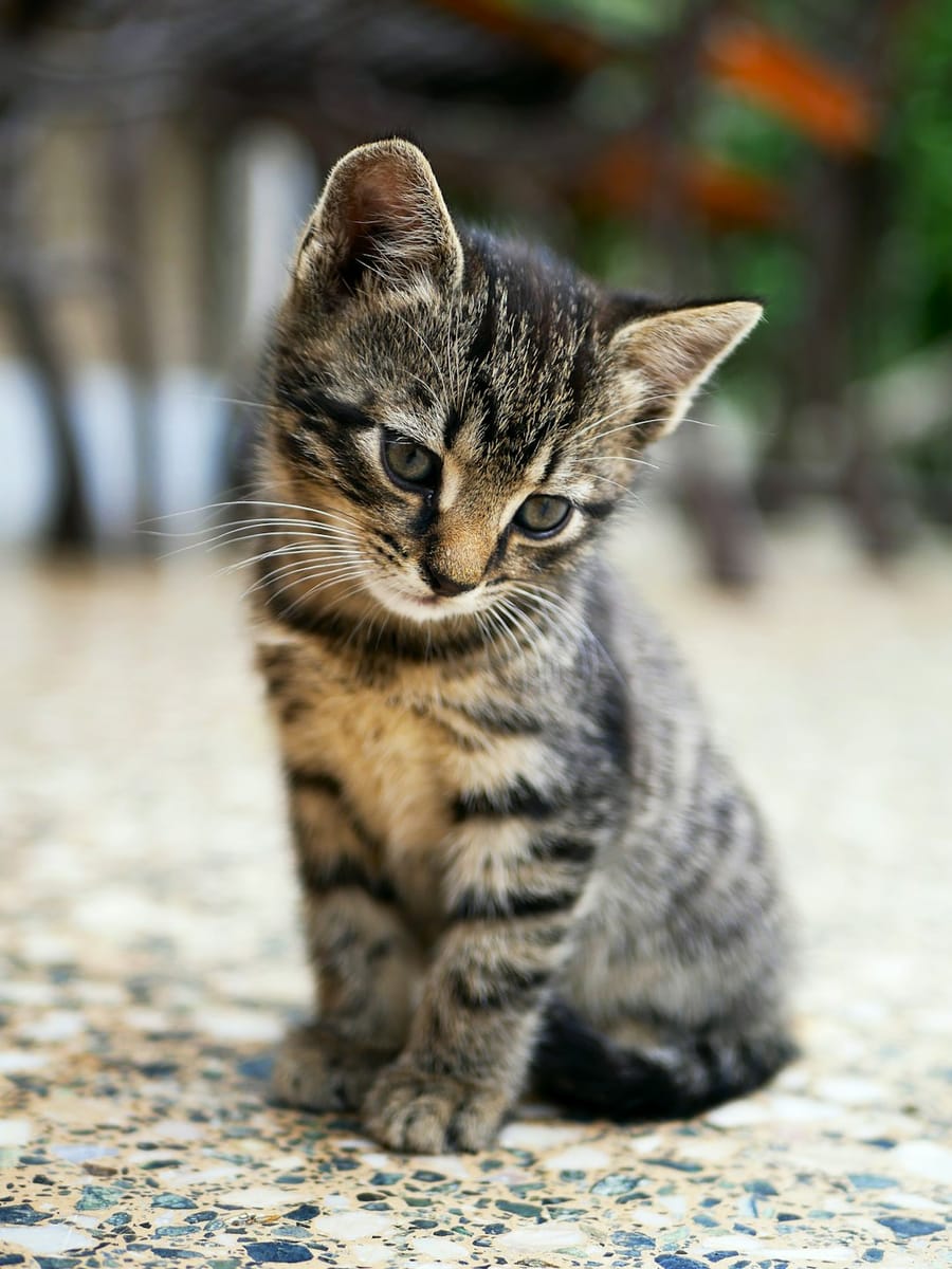 animals - nKC772R_qog