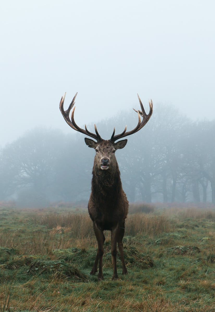 animals - 0U1TsyC7RZE